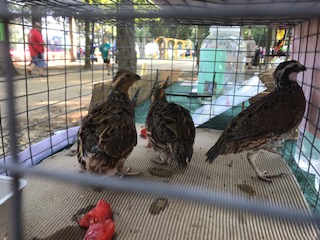 Three Bobwhite quail in a cage